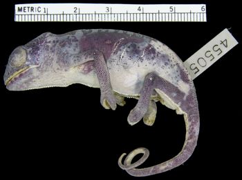 Media type: image; Herpetology R-45505